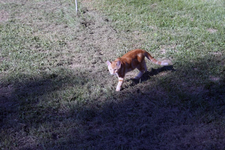 a dog is running in the grass with a stick