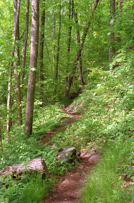 a path winding through a lush green forest