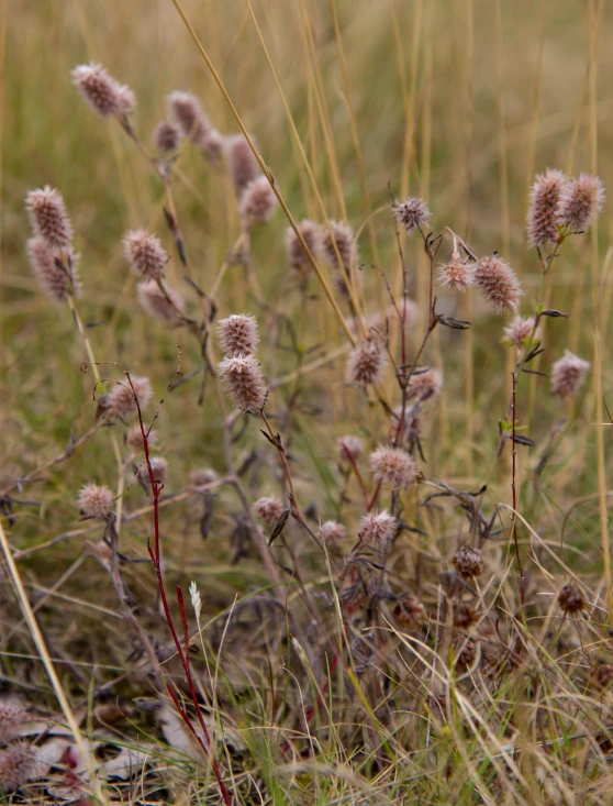 a tall bunch of small pink flowers in the grass