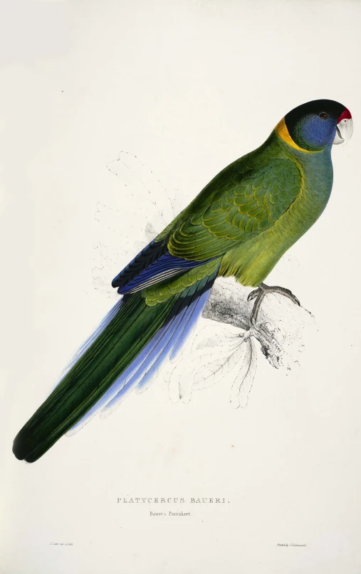 a drawing of a green bird is shown