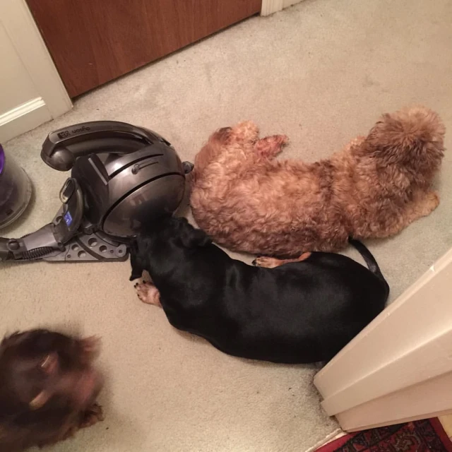 two dogs and one cat laying on the floor together