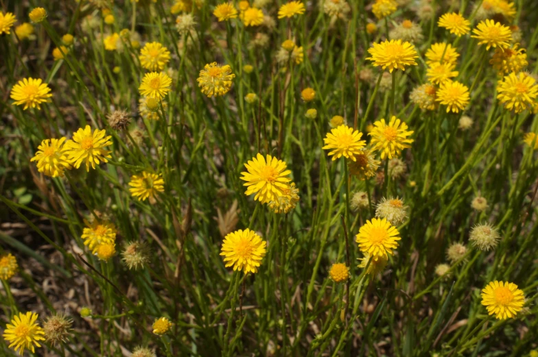 a cluster of yellow flowers are in bloom