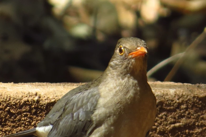 a gray and white bird is perched near the ground