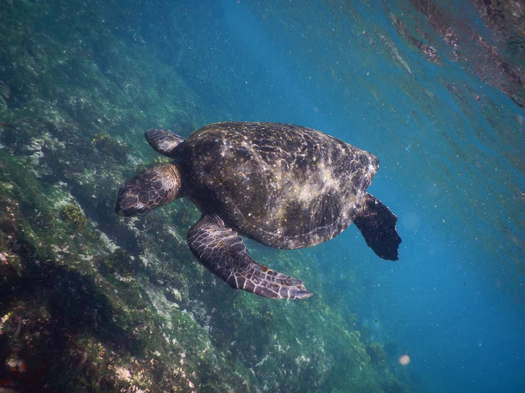 a large turtle floating in the water near a rock