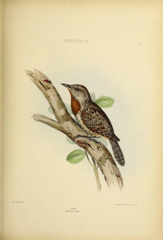 an illustration of a bird sitting on a nch