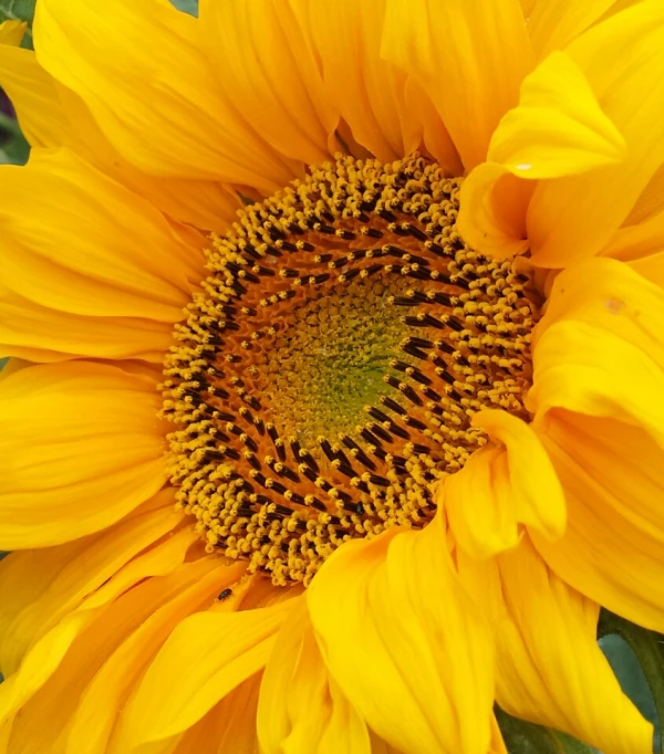 a very large yellow flower with lots of petals