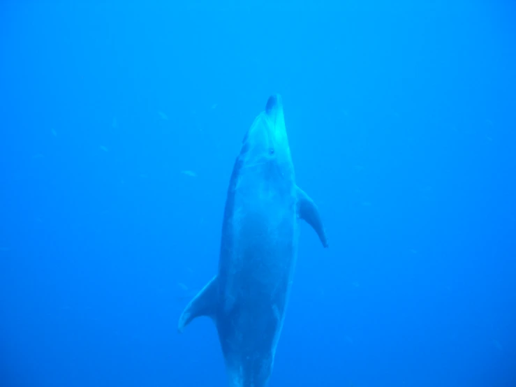 a shark is under water with some fish