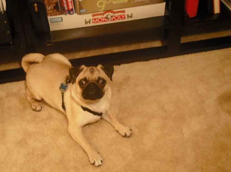 a small pug laying down on a rug