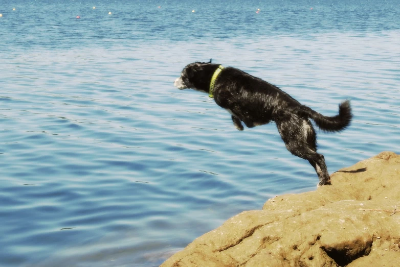 a black dog jumping off the side of rocks to the water