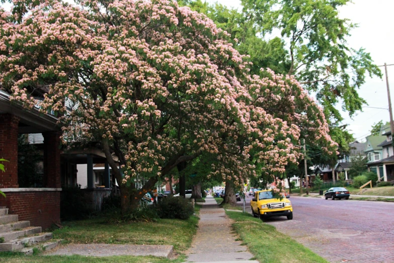 the cars are driving down the street near blooming trees