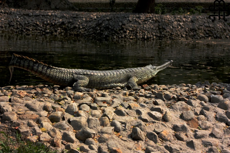 an alligator that is laying on the rocks by the water