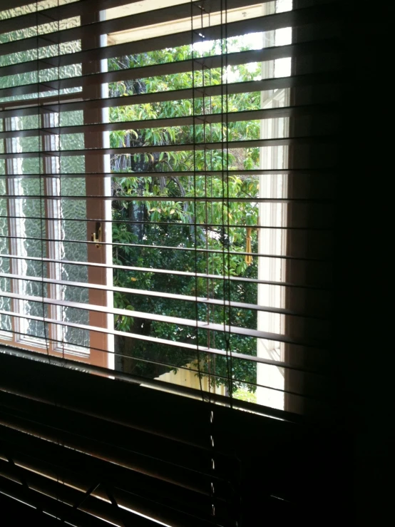 the view out a window at a yard and trees outside