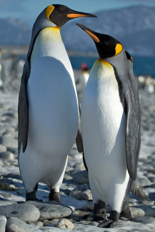two penguins standing together on a rocky beach
