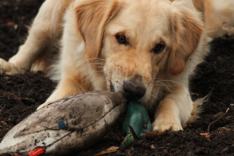 a dog is playing with a duck that has just taken it's head out of the hole