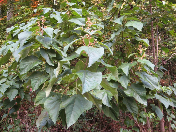 green leaves and nches with brown dots on the edges