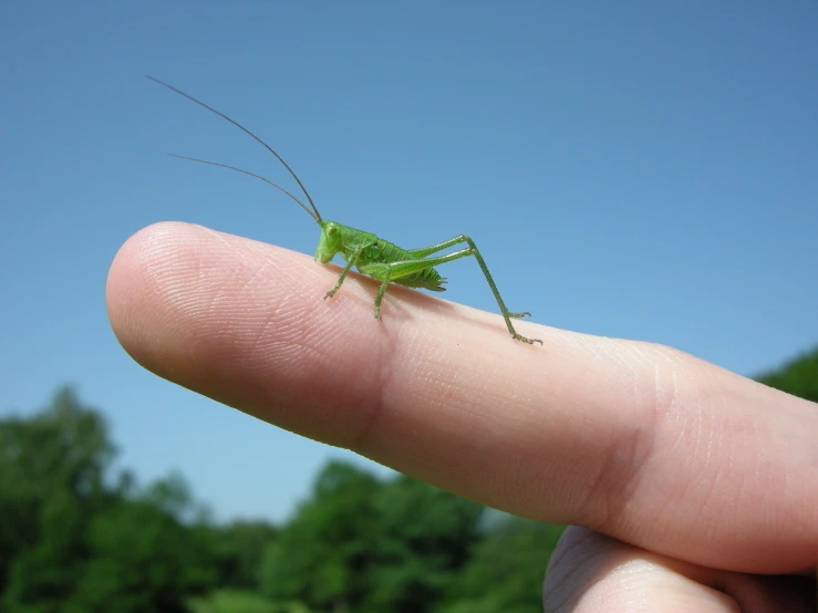 a green insect is sitting on a persons finger