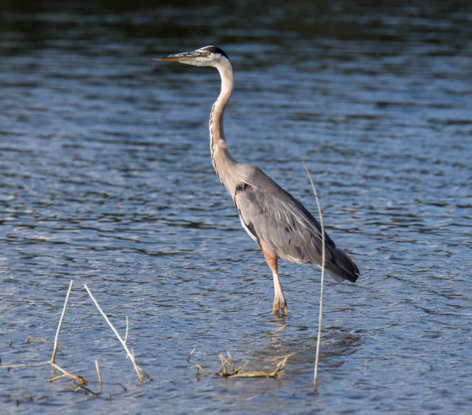 an egret in shallow water looking for food