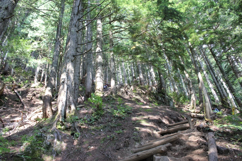 a trail with various trees in the woods