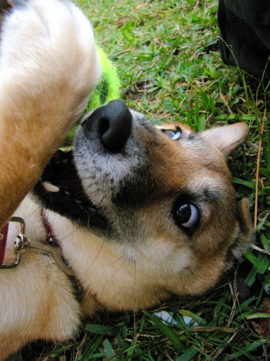 there is a dog that has its head near the bone