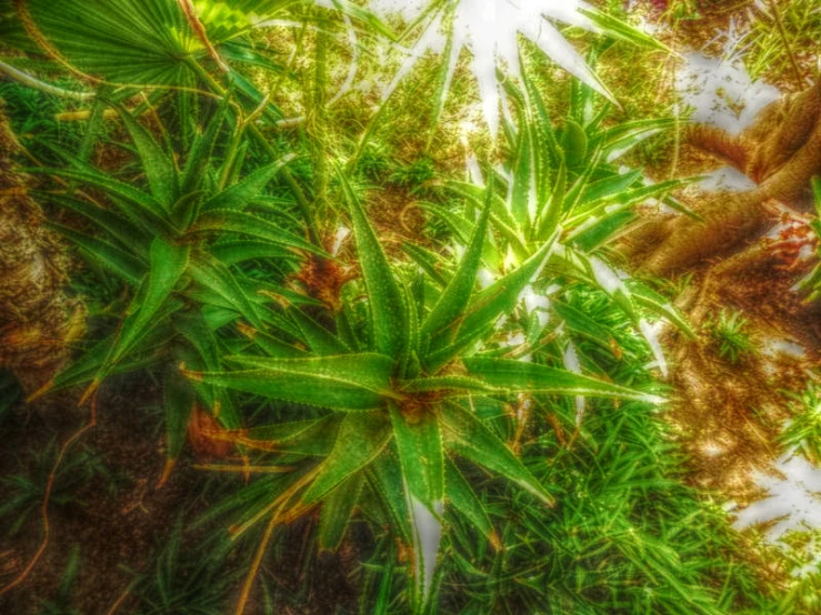 a couple of leaves that are on some dirt