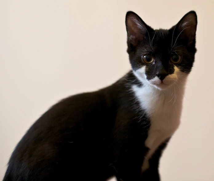 a small black and white cat standing in front of a camera