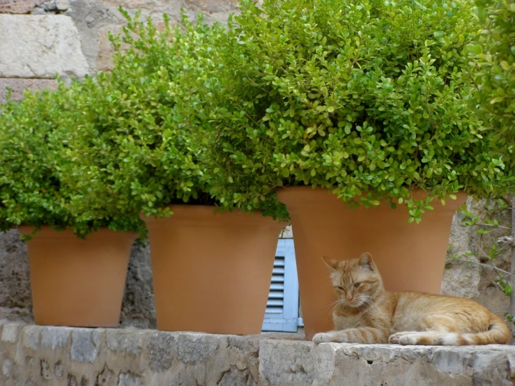 an orange cat lying on top of a cement step