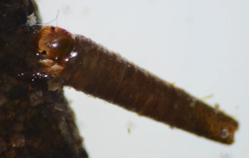 an insect is hanging upside down on a tree