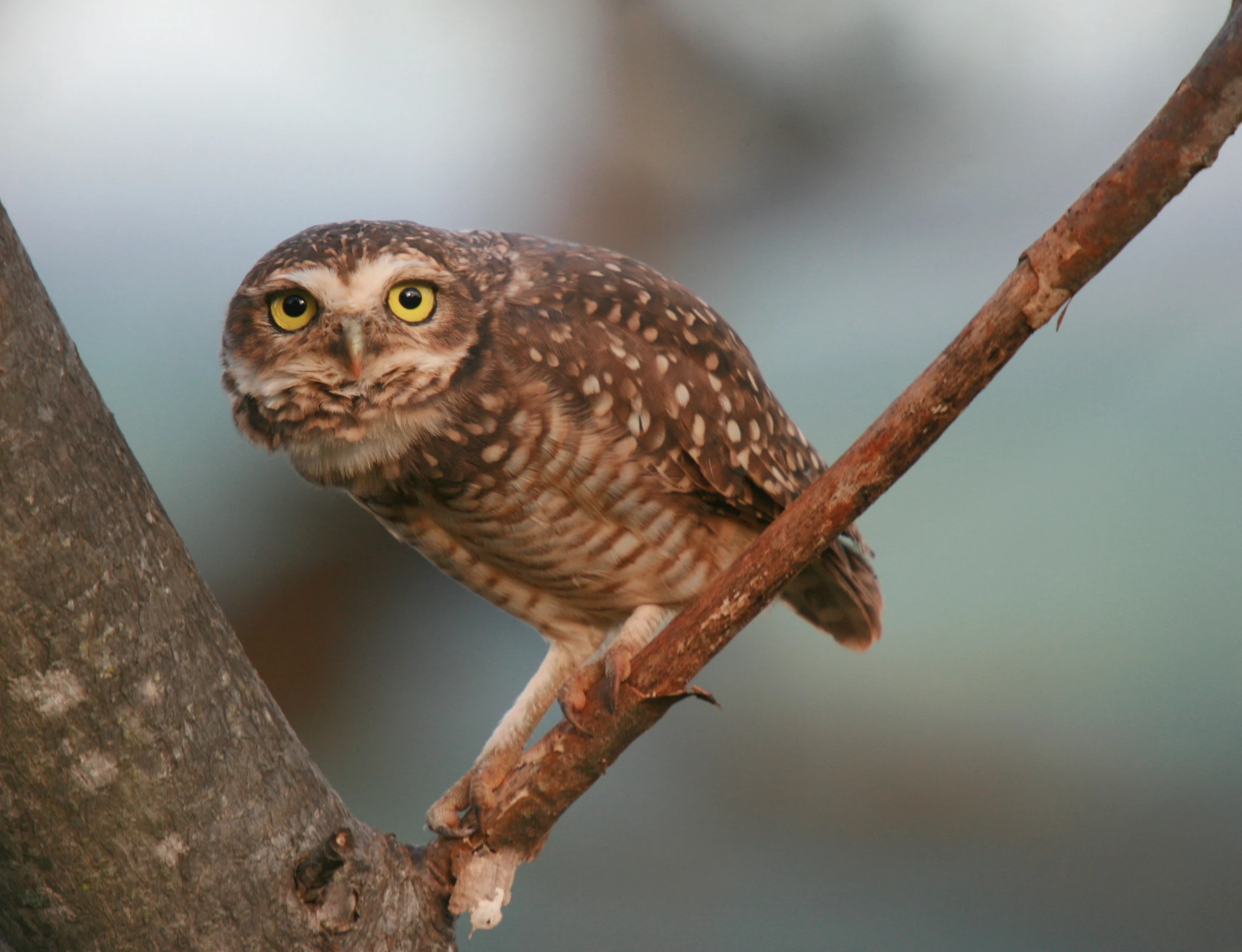 a small owl sitting on a bare nch