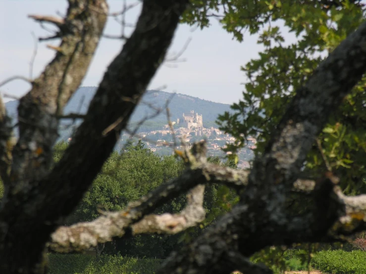 trees with view of castle from an overlook