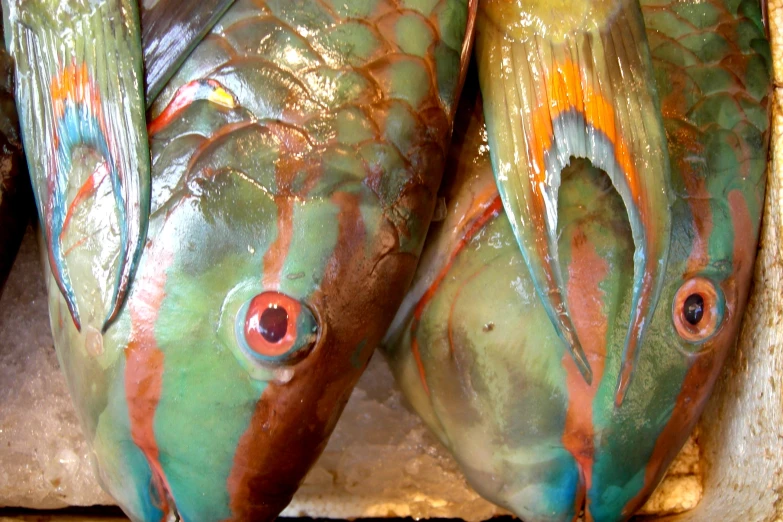 two fish with different colored markings that look like they have eyes