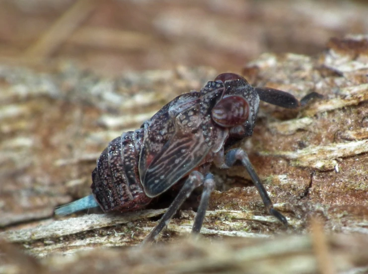 a large bug that is on the ground