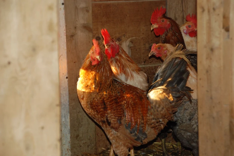 there are roosters standing in the wooden coop