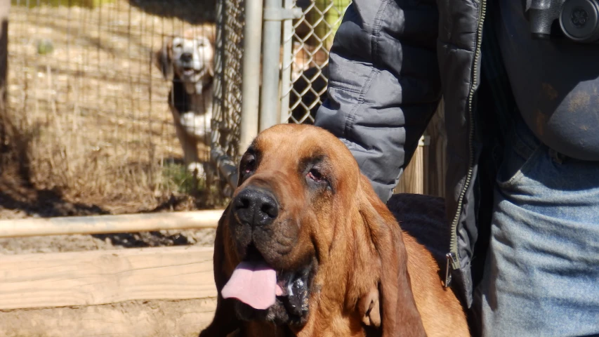 a close up of a dog next to a fence and a person