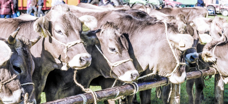 group of cows standing in a group with people behind them