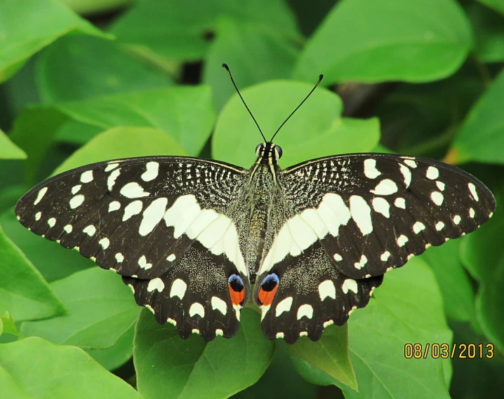 a erfly sitting on some leaves and posing