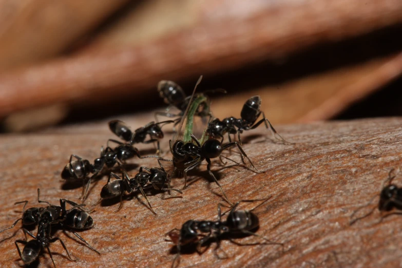 many black ants are gathered around an older insect