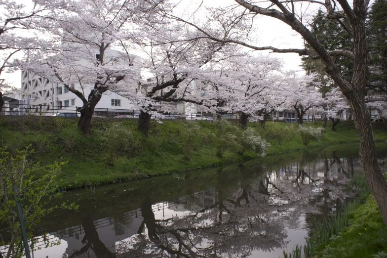 the trees with the flowers are next to a canal