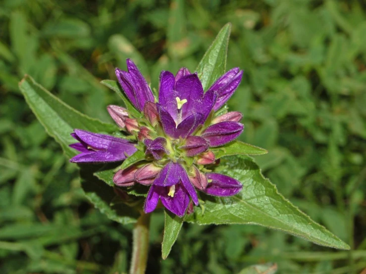 a purple flower with tiny flowers growing on a stem