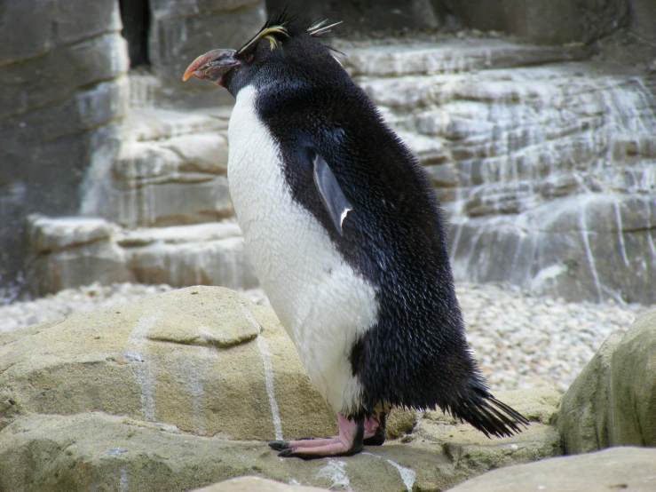 a penguin standing on a rock near water