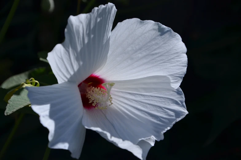 a white flower with some green leaves on it