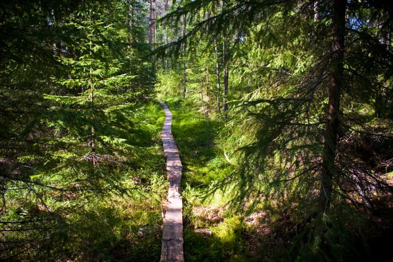 a narrow wooden walkway in the middle of the woods