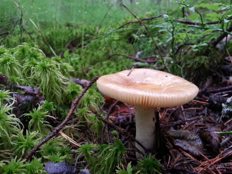 a small mushroom is standing alone in the woods