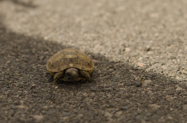 a close - up of a turtle on the ground