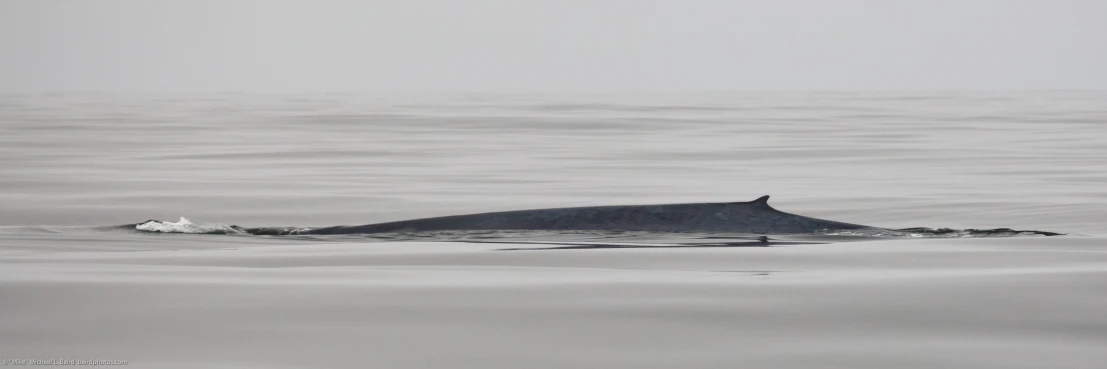 an animal swims with head above the water