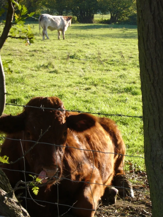 a large cow laying down in the grass