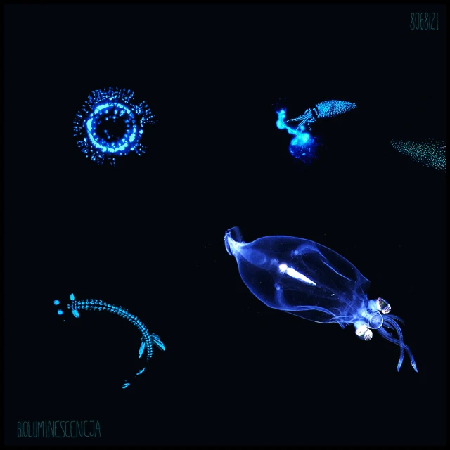 several different kinds of jellyfish glowing in the dark