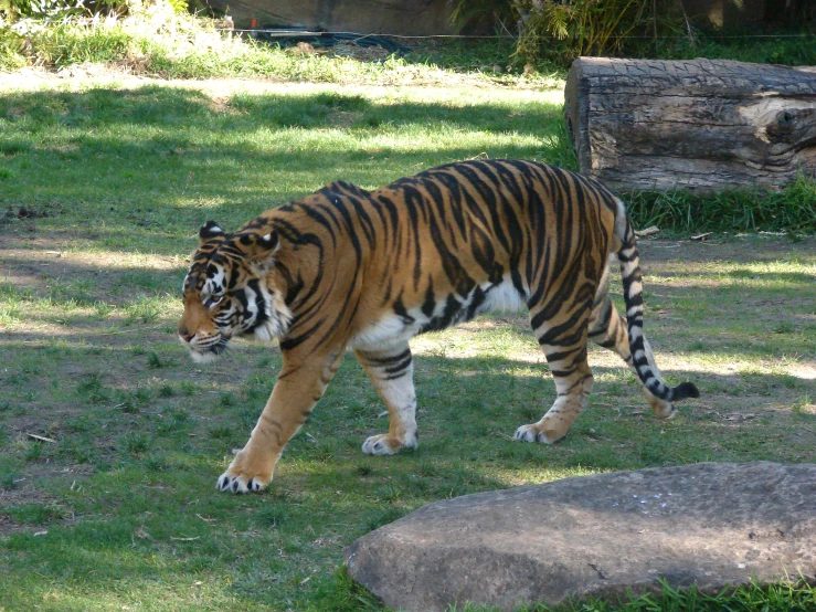 an orange tiger walking on top of a grass covered field