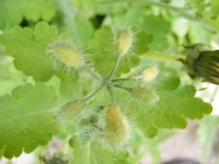 a bunch of green leaves in the air