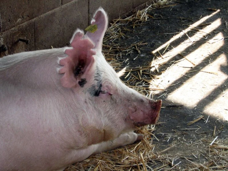 there is a pig that is laying on straw