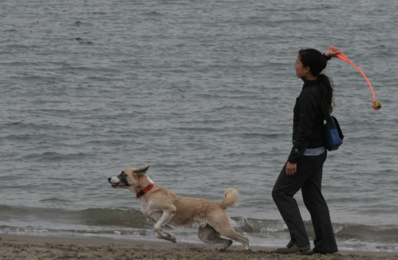 a woman and her dog on the beach with their frisbees